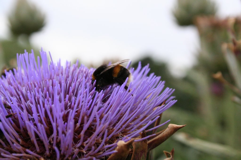 Bee on giant thistle by ConeyImages