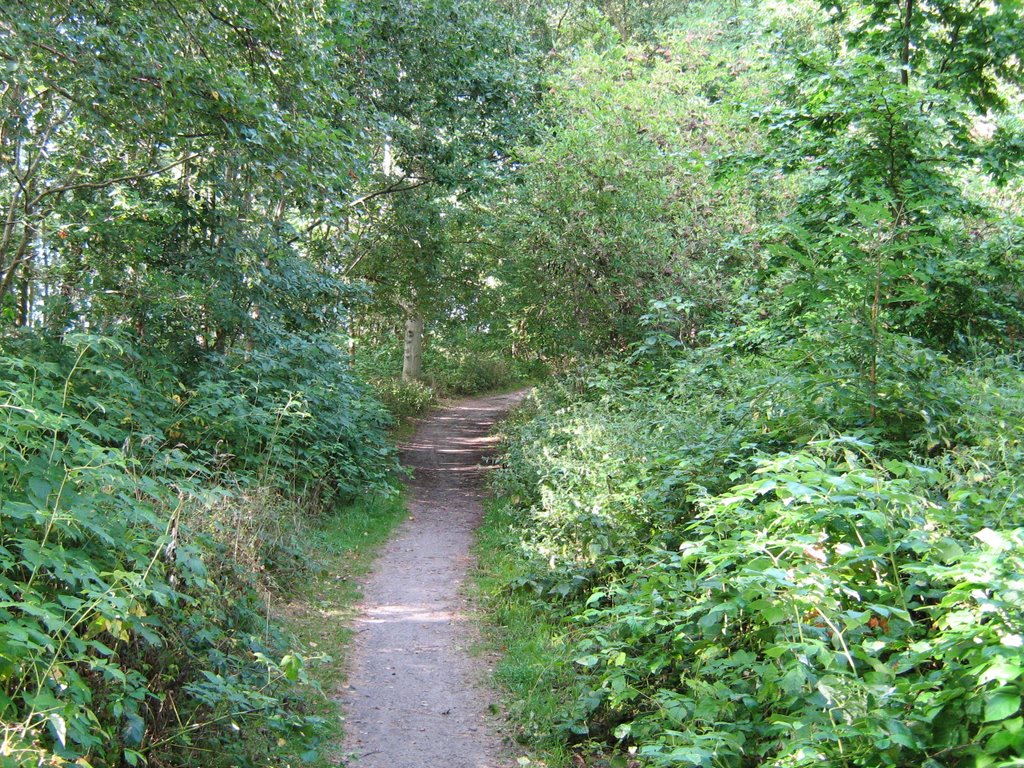 Weg zum Strand im Wald von Bakenberg by giselmund