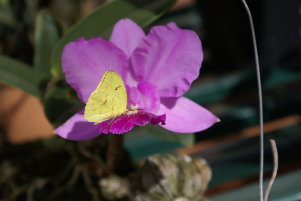 Orquidario Orlando Arruda by Osvaldo Gomes