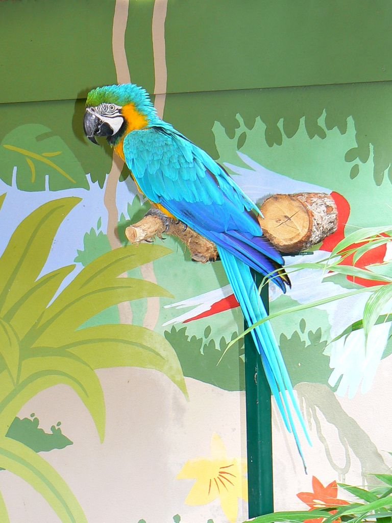 Macaw, Longleat safari park, Wiltshire by Brian B16