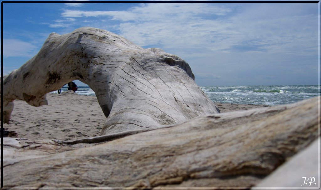 Driftwood for Eva by Joerg Petersen