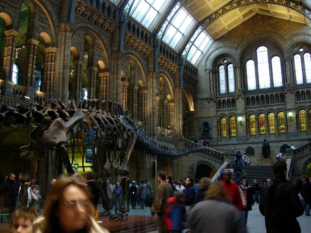 Inside natural history museum by raul_cg