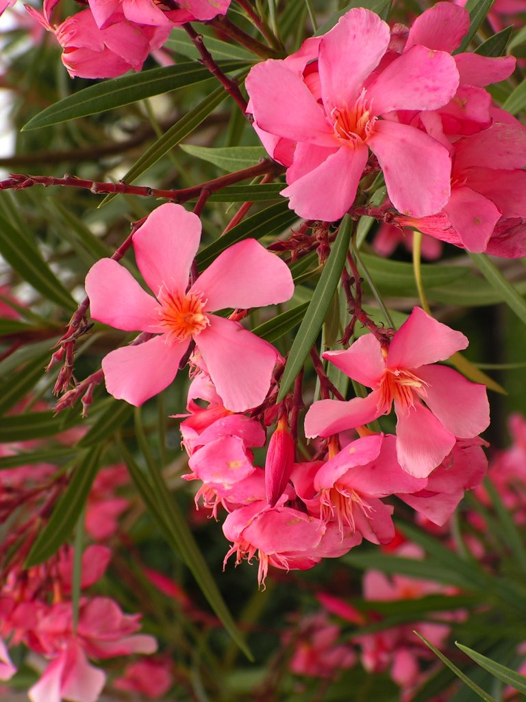 Oleander (Nerium oleander) by Hans Ulrich H.