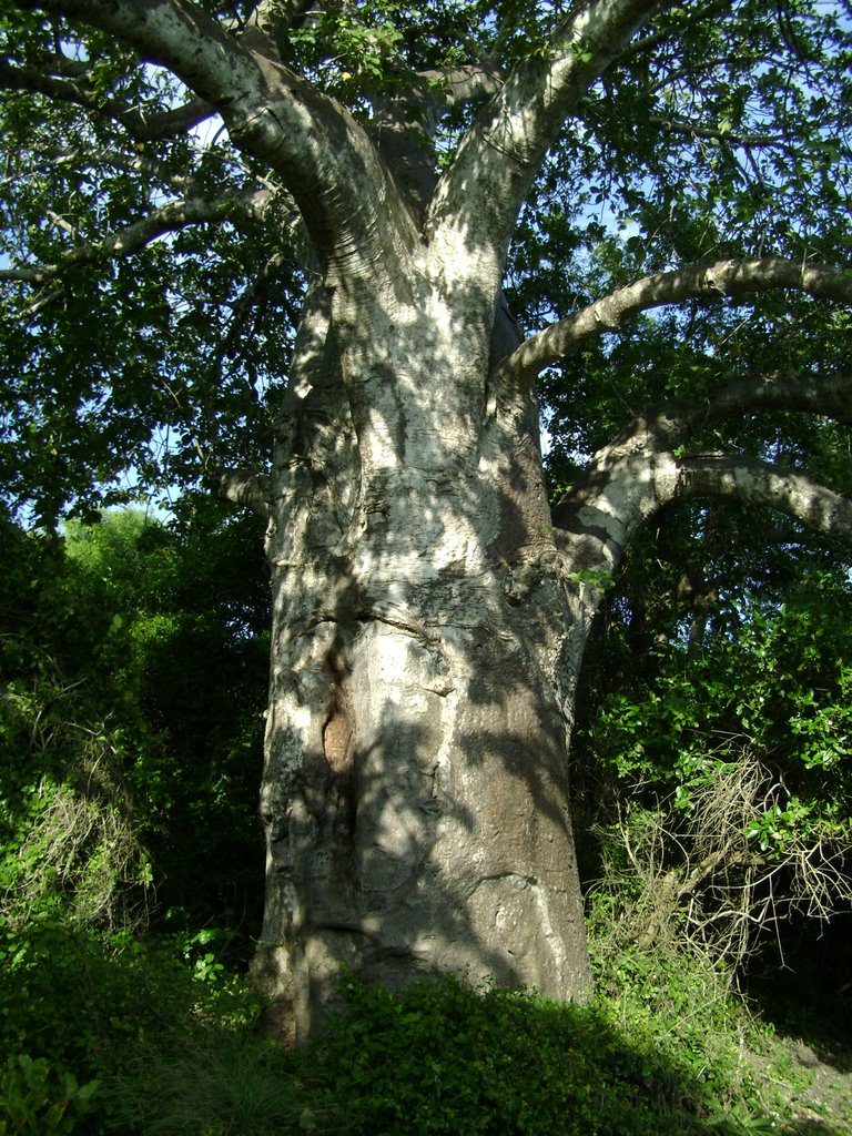 Bongoyo tree by ben_dv