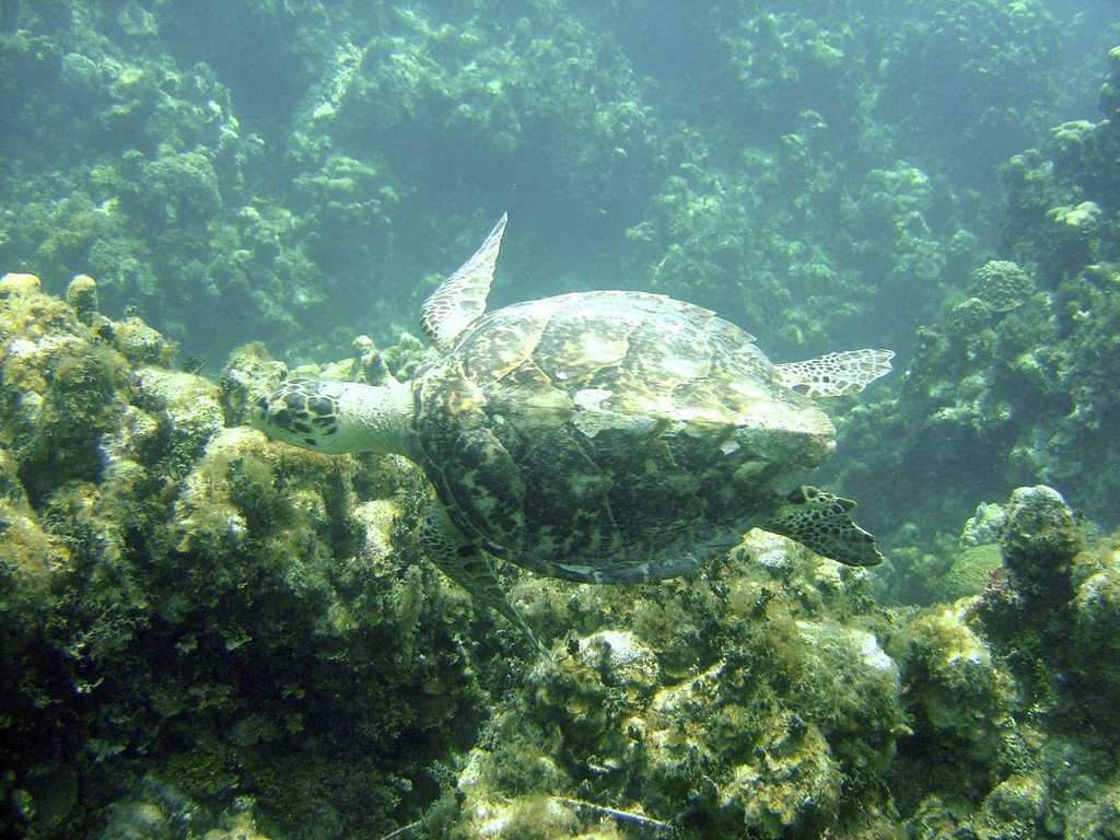 Turtle at Cheeseburger Reef by amalewicz