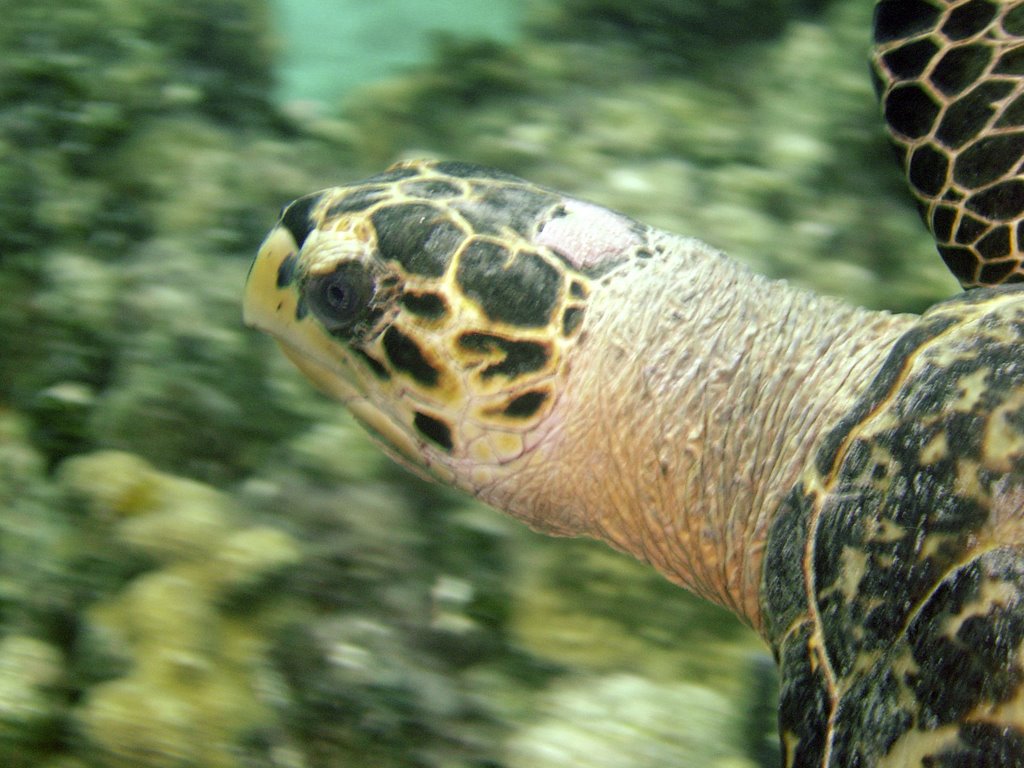 Turtle at Cheeseburger Reef by amalewicz