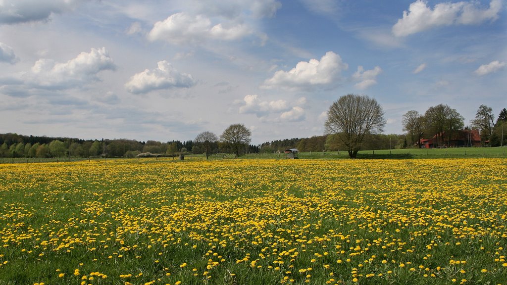 Sommerwiese by Uwe Schaerf