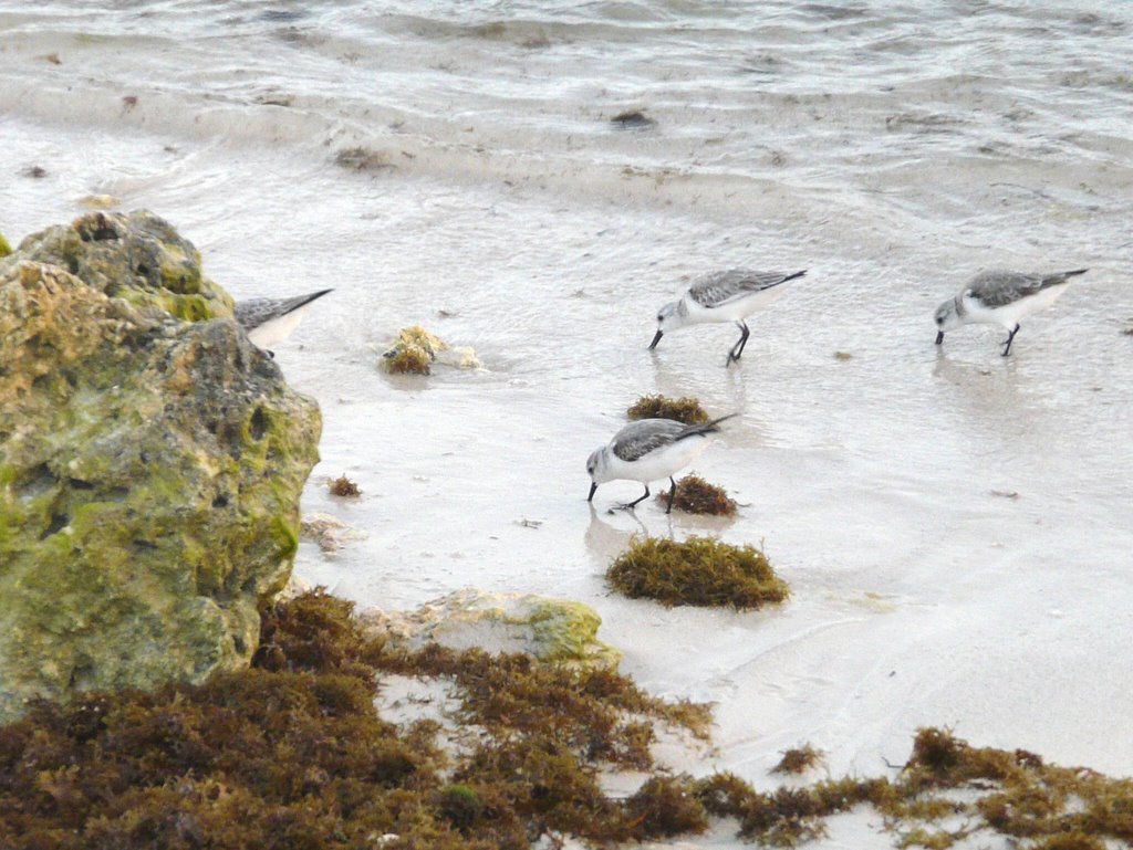 Birds in the beach by mdh24