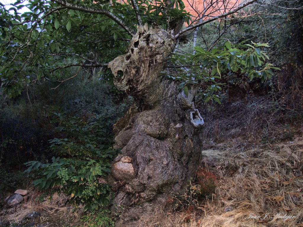 Las Medulas - Castaño, edad 500 años (Chestnut-tree. Age 500 years) by Juan Jo. Andújar