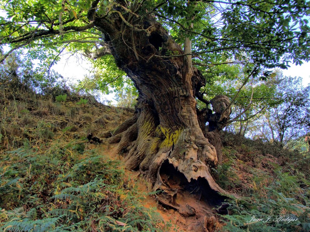 Las Medulas - Castaño, edad 500 años (Chestnut-tree. Age 500 years) by Juan Jo. Andújar