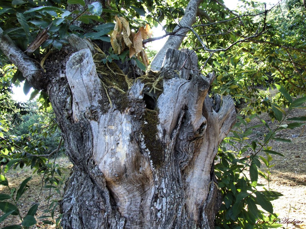 Las Medulas - Castaño, edad 500 años (Chestnut-tree. Age 500 years) by Juan Jo. Andújar