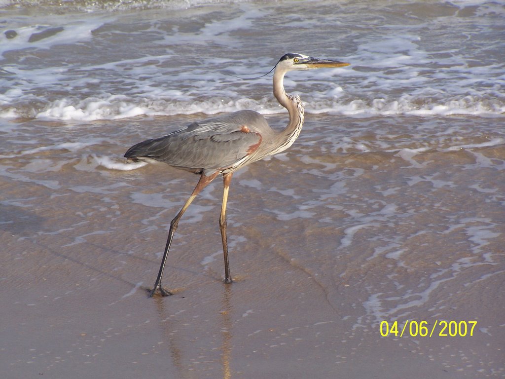 An afternoon stroll by C&V Adair