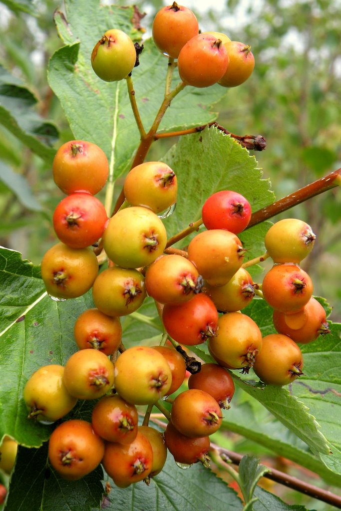 Swedish whitebeam (Sorbus intermedia) by Spacebug