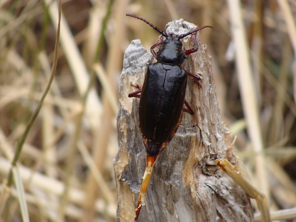 Beetle at The Old Railroad Tunnels by belladoodler