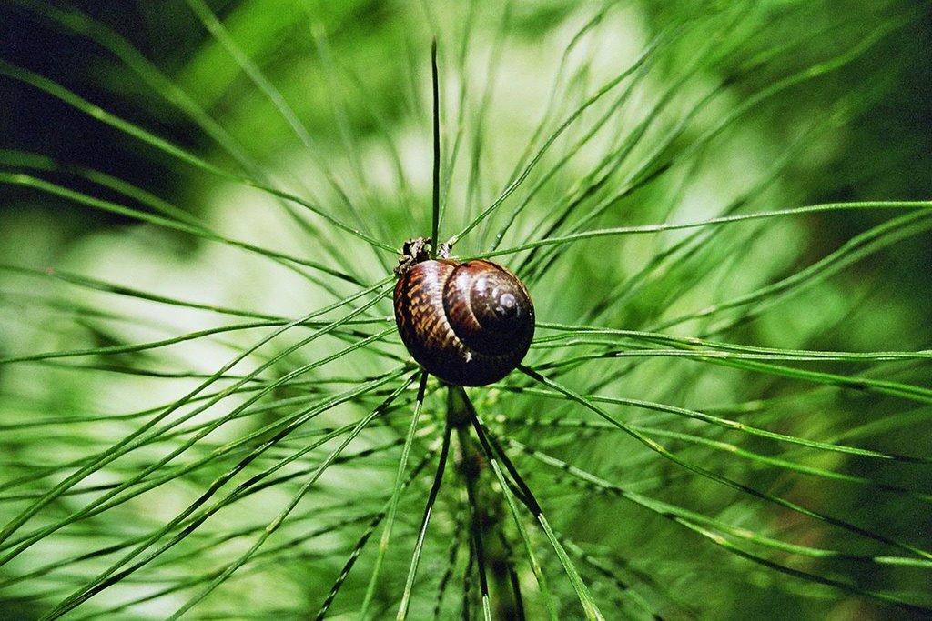 Jack in the Green by Markus Lippe