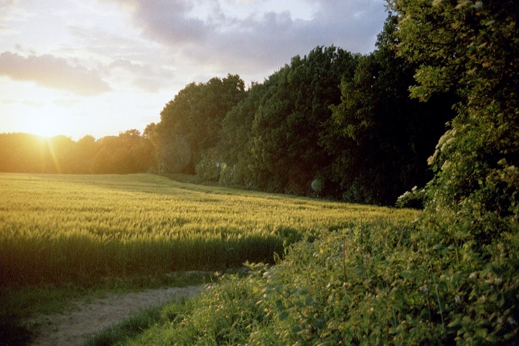 Field & Wood by Markus Lippe