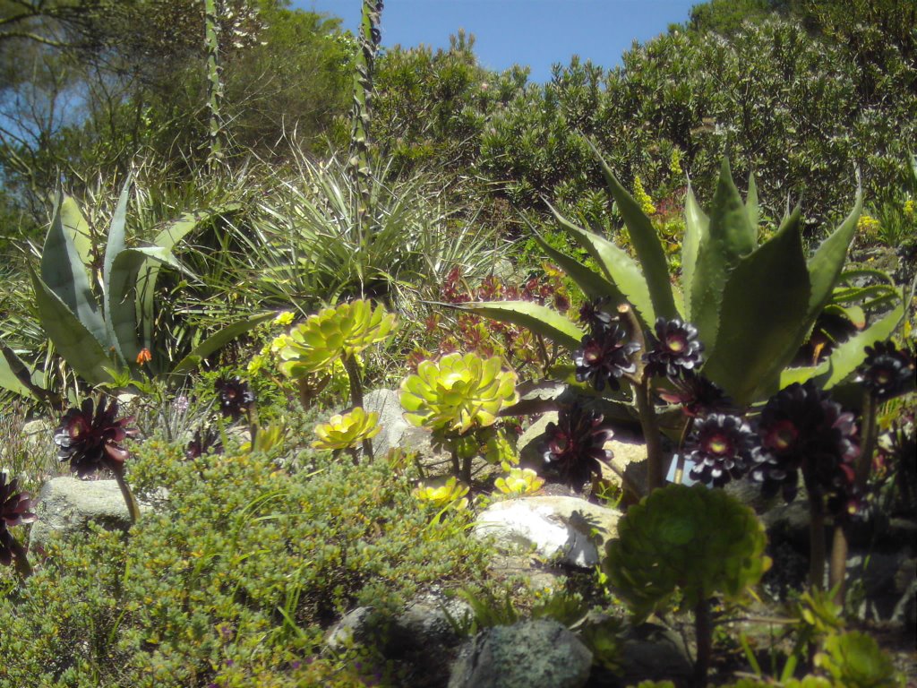 Tresco Garden Isles Of Scilly by @ntz