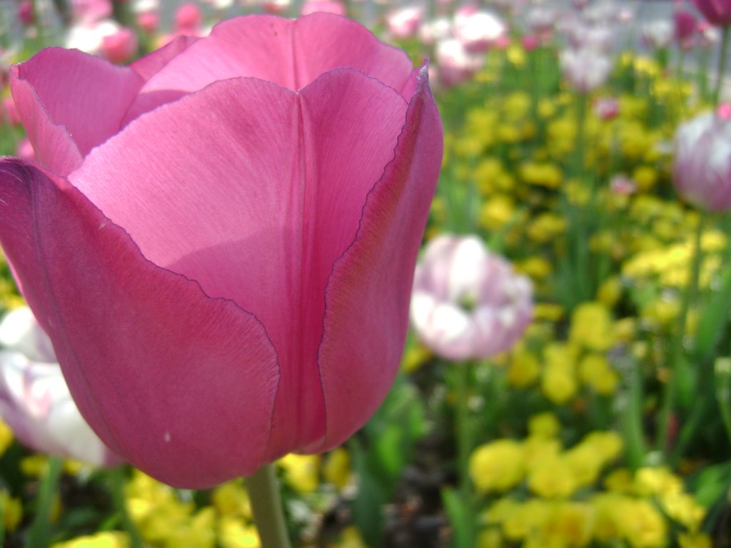 County Courthouse Tulips, Spring 08 by Brian Humphreys