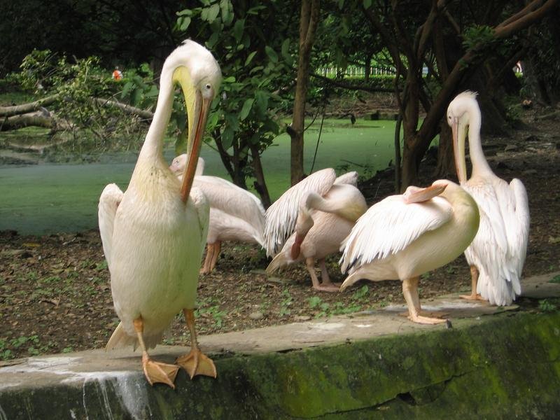 Great White Pelicans by Souvik Prasad