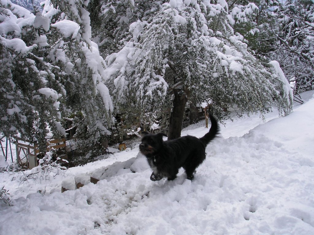 Running in the snow! by Phoebe Elef