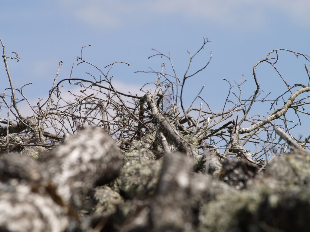 Arboles tumbados. Puebla de Valdavia. Palencia by terefer