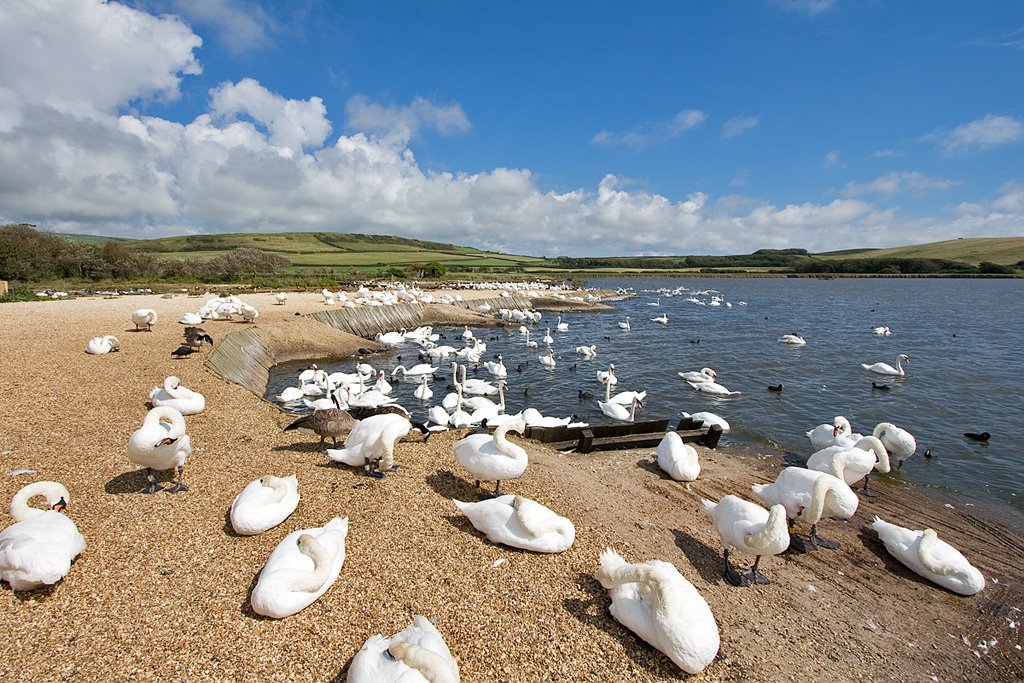 Abbotsbury Swannery by WanderingUK