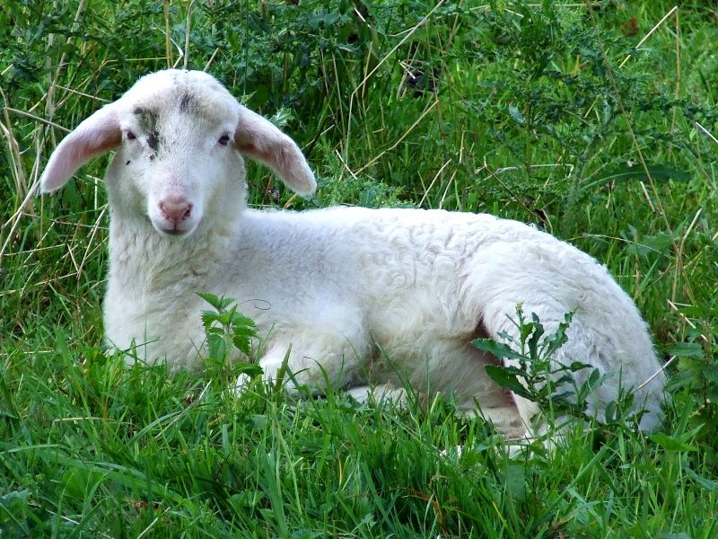 Lamm (lamb) by © Kojak