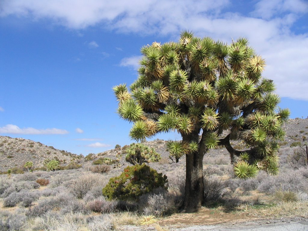 Joshua Tree NP by Siob