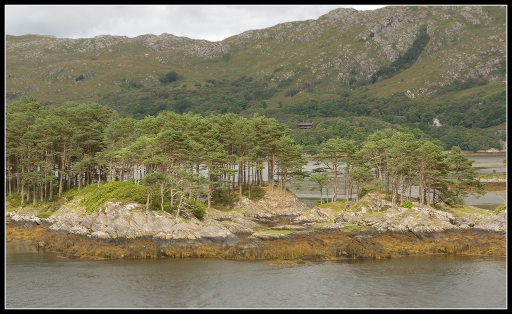 Scots Pines, Eilean an Fheidh, Loch Moidart by PigleT