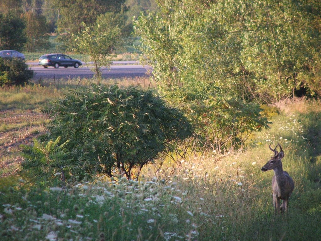 Deer in the city by Pidge