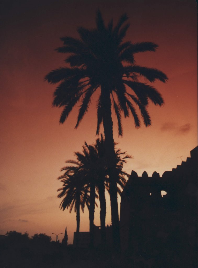 Sfax palm trees by Dr Janakat