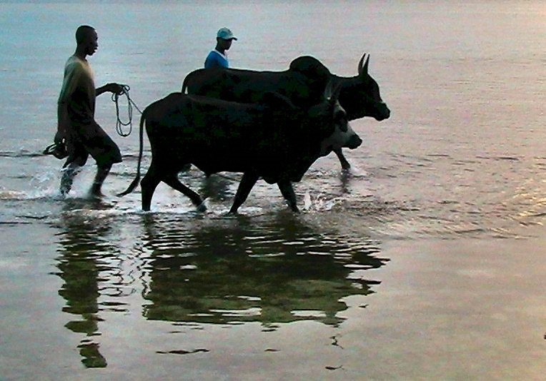 Zébus dans le lagon by ambohimanoro