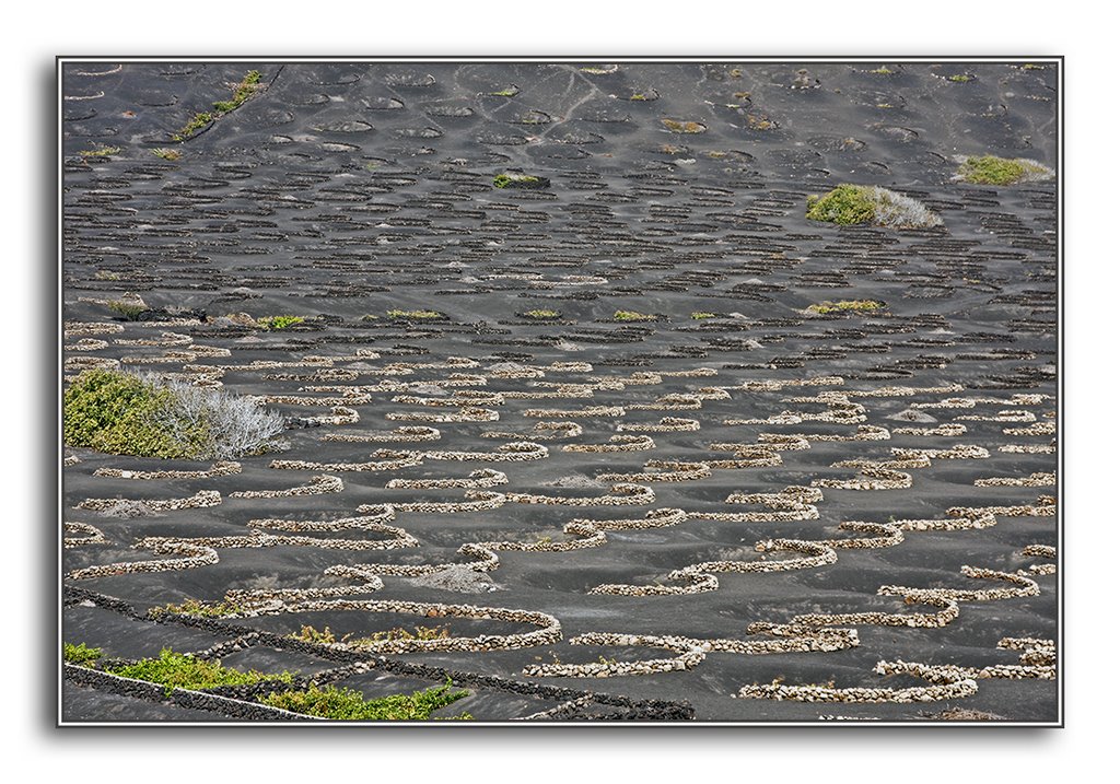 Isola di Lanzarote , Vigneto caratteristico, is. Canarie, Spagna 22 agosto 2008 by Fabio Rosati