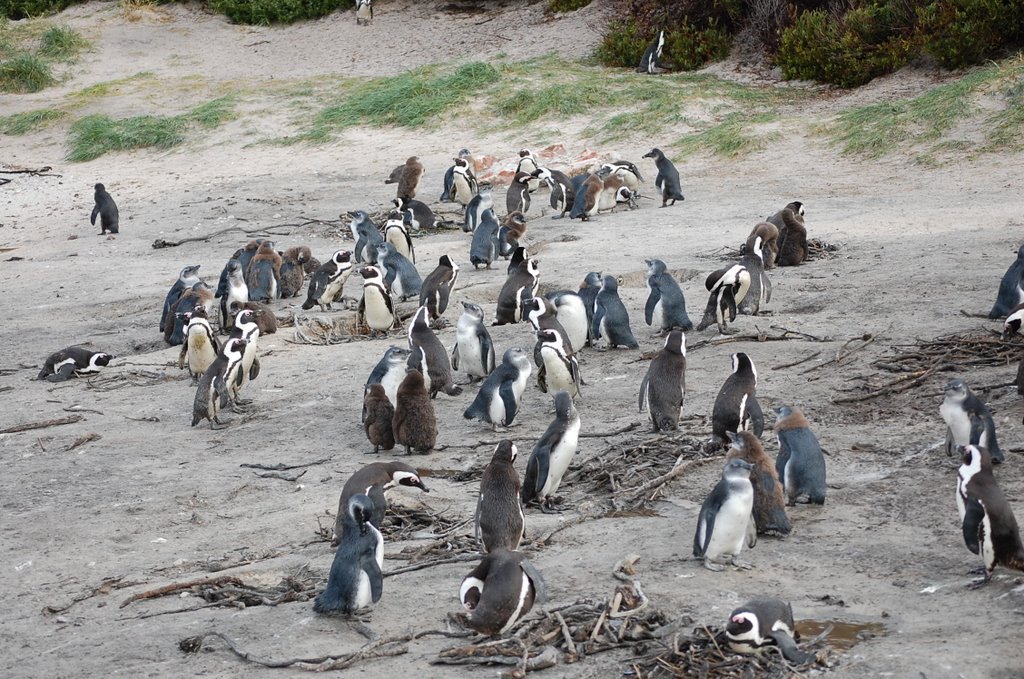 La familia de pingüinos by lakgb