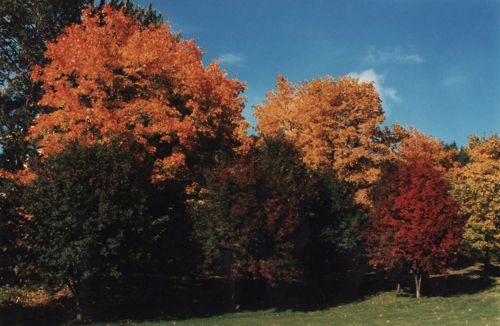 Autumnal colours in Harjula, September 1997 by tarjak