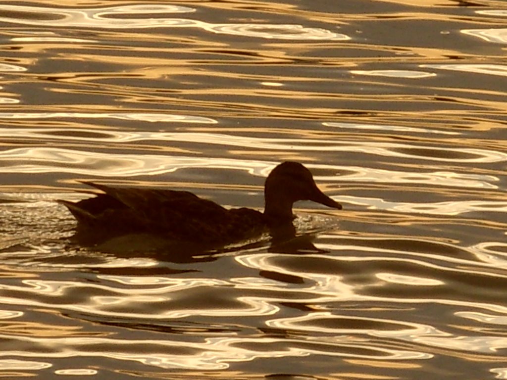 Gentle swim by doben