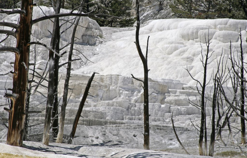 Angel Terrace - Yellowstone NP by Helena Müller