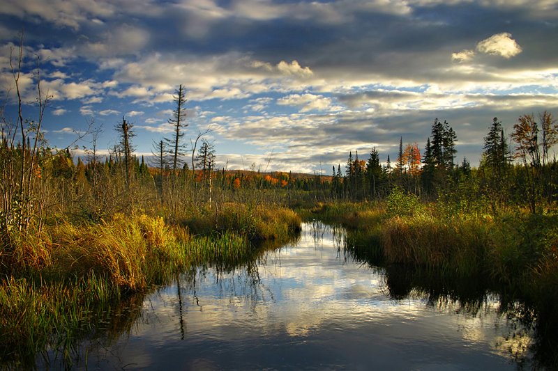 Bellevue Valley Marsh by Travis Favretto