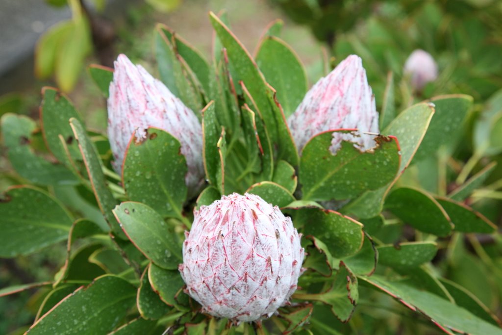 Protea near Taalmonument, Paarl, ZA by desmet.geert