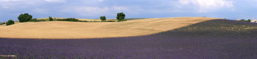 Lavande à Valensole by Robin MORET