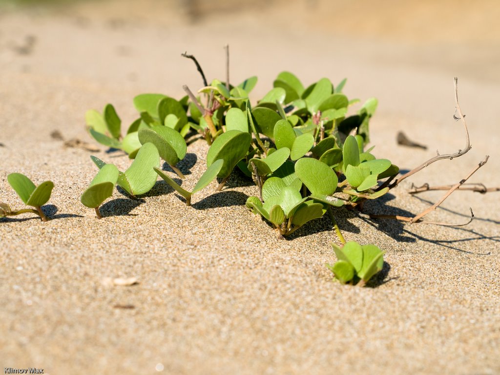 Plants on Agonda Beach by Max KLM