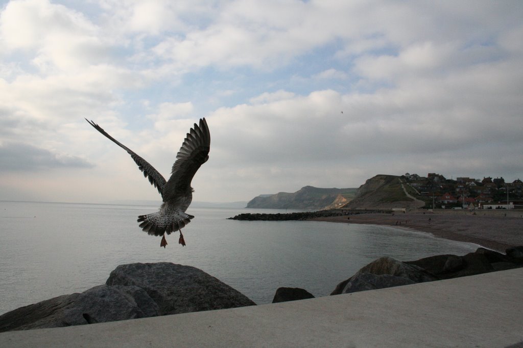 Seagull lift off! by ConeyImages