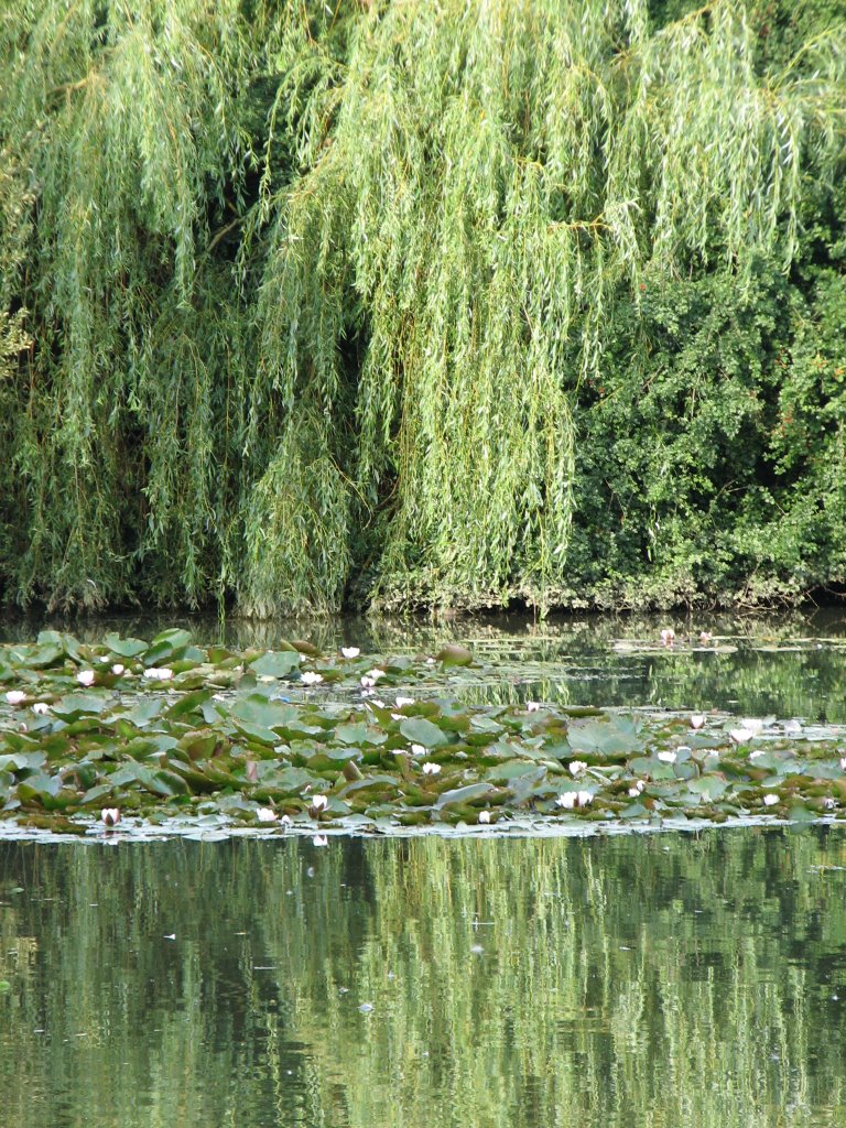 Willows & Waterlillies 1 by Phil Bunce