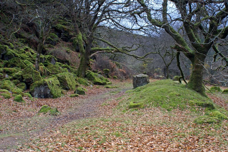 Skaigh, Dartmoor by Andrew Head