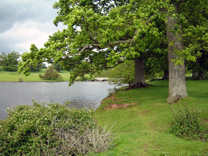 Shobrooke Park by Andrew Head