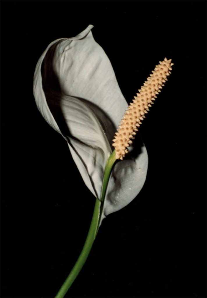 Spathiphyllum floribundum (Araceae) by Drosoula P