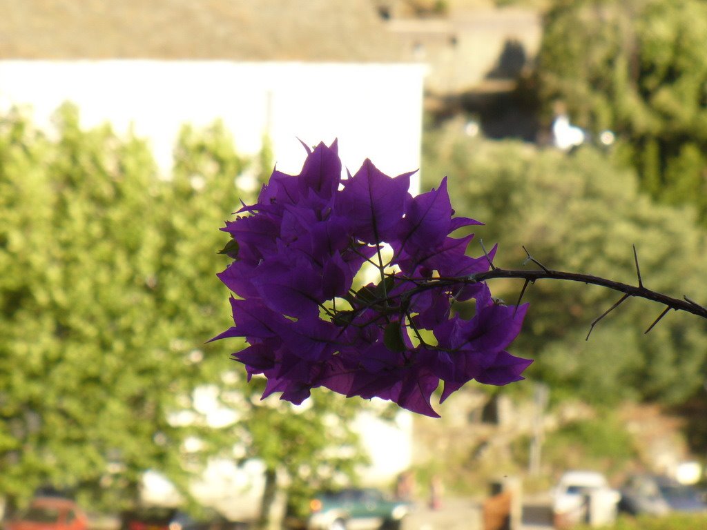 Cap Corse - Nonza-- deep purple by jeffwarder