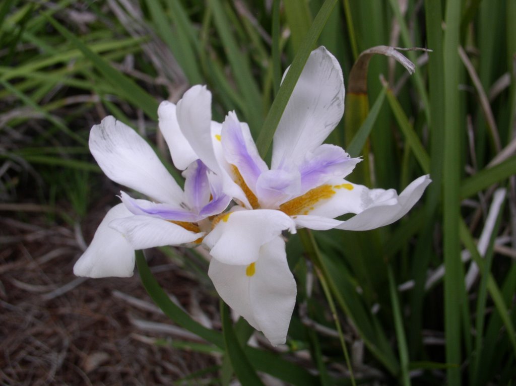 Flower, Capitol Building, Tallahassee, FL by Mike Hogan