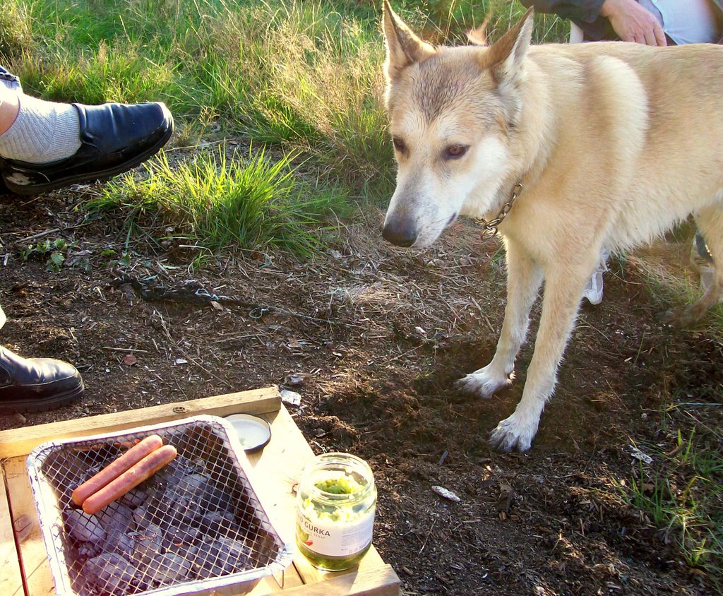 Waiting for dinner to get ready is torture for a dingo. by Spacebug