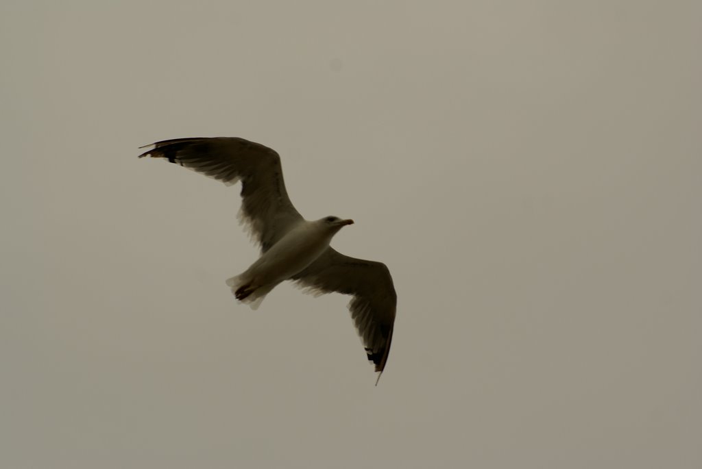 GAVIOTA by luismiarroyo